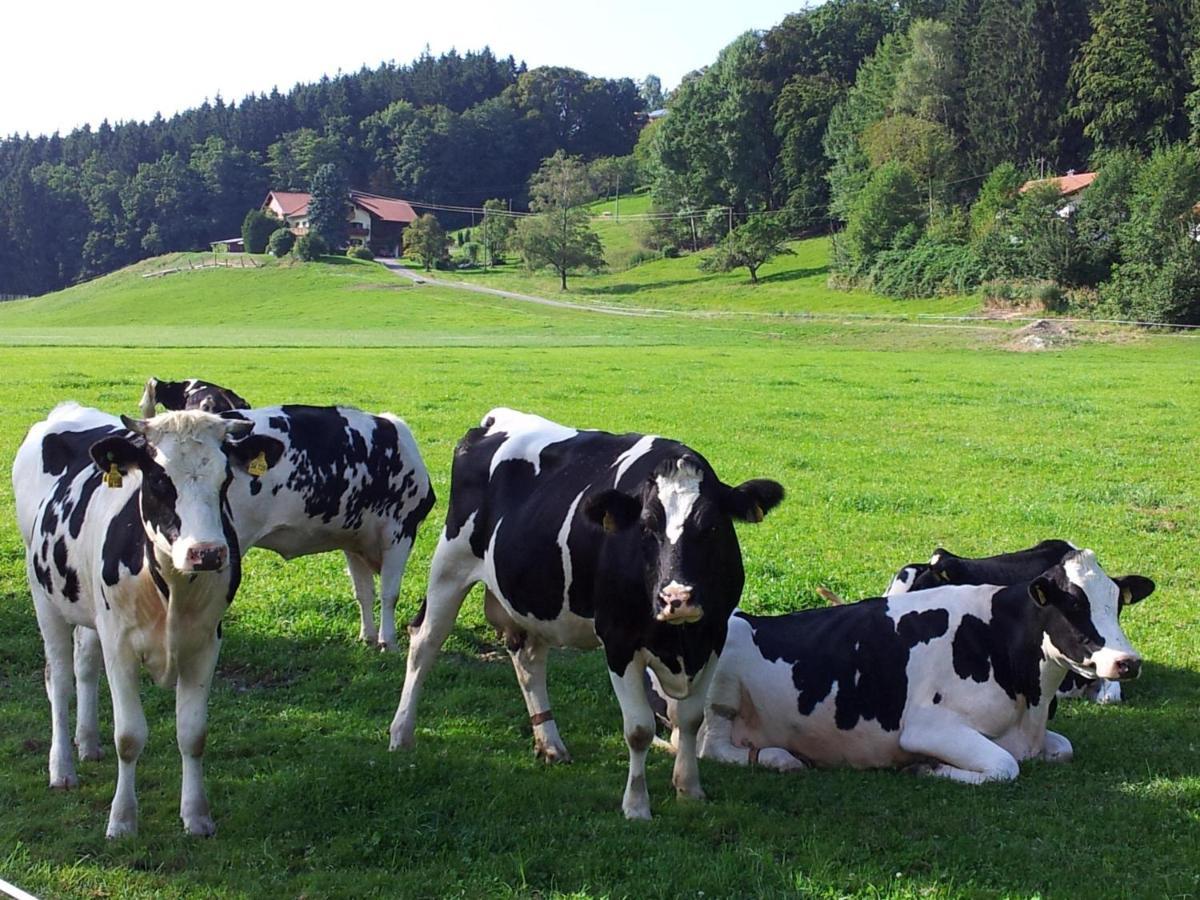 Zwischen Chiemsee Und Bergen Dg Bernau am Chiemsee Esterno foto